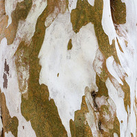 Buy canvas prints of Eucalyptus  Bark Abstract by Colin Tracy