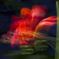 Buy canvas prints of  Wind-blown Crocosmia by Colin Tracy