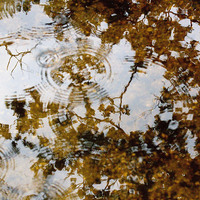 Buy canvas prints of  Rain Drop Ripples  by Colin Tracy