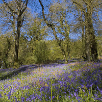 Buy canvas prints of Batcombe Bluebells, Dorset, UK  by Colin Tracy