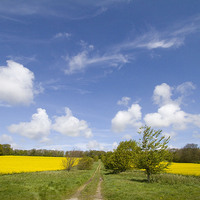 Buy canvas prints of  Trackway between rape fields by Colin Tracy