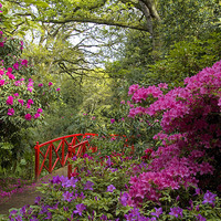 Buy canvas prints of Azaleas at Abbotsbury Gardens, Dorset  by Colin Tracy