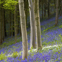 Buy canvas prints of  Young Beech trees among Bluebells by Colin Tracy