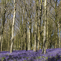 Buy canvas prints of Bluebells in Delcombe Wood, Dorset, UK by Colin Tracy
