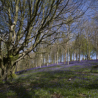 Buy canvas prints of Ancient Beech tree with Bluebells beneath by Colin Tracy