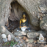 Buy canvas prints of Tree Buddha by Colin Tracy