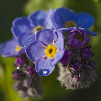 Buy canvas prints of Forget-me-not by Colin Tracy