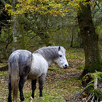 Buy canvas prints of New Forest Pony by Colin Tracy