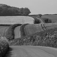 Buy canvas prints of Spring Lane in Dorset by Colin Tracy