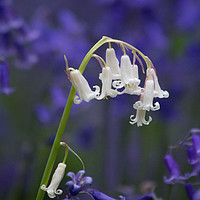 Buy canvas prints of White Bluebell  by Colin Tracy