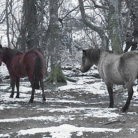 Buy canvas prints of New Forest Ponies in the snow by Colin Tracy