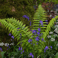 Buy canvas prints of Spring Fern by Colin Tracy
