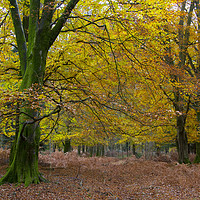 Buy canvas prints of New Forest Autumn by Colin Tracy