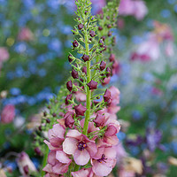 Buy canvas prints of Verbascum against Forget-me-nots by Colin Tracy
