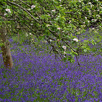 Buy canvas prints of Bluebells beneath an Apple tree by Colin Tracy