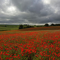 Buy canvas prints of Poppy Field near Milton Abbas, Dorset by Colin Tracy