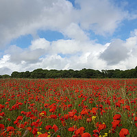 Buy canvas prints of Poppy Field near Milton Abbas, Dorset 2 by Colin Tracy