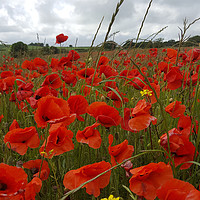 Buy canvas prints of In the Heart of the Poppy Field by Colin Tracy