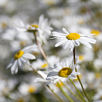 Buy canvas prints of Oxeye Daisies by Colin Tracy