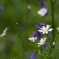 Buy canvas prints of Stitchwort against Bluebells by Colin Tracy