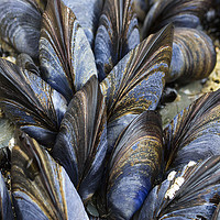 Buy canvas prints of Mussel Pattern by Colin Tracy