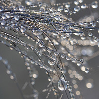 Buy canvas prints of Dewdrops on Horsehair by Colin Tracy