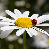 Buy canvas prints of Ladybird on Oxeye Daisy by Colin Tracy