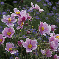 Buy canvas prints of Japanese Anemone by Colin Tracy