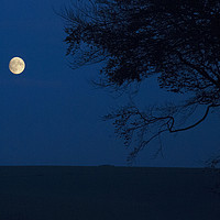 Buy canvas prints of Moon and Beeches by Colin Tracy