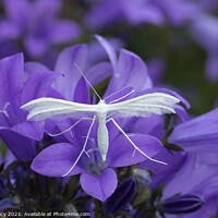 Buy canvas prints of White Plume Moth on Campanula by Colin Tracy
