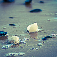 Buy canvas prints of Exmouth Shells in the Sand by David Merrifield