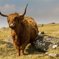 Buy canvas prints of Ditsworthy Highland Cow by David Merrifield
