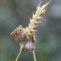 Buy canvas prints of A climbing Harvest Mouse by David Merrifield