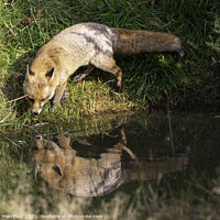 Buy canvas prints of Thirsty Fox drinking out of a pond by David Merrifield