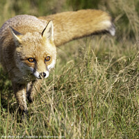 Buy canvas prints of A fox stalking in the grass by David Merrifield