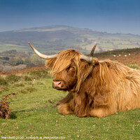 Buy canvas prints of A Highland cow sunning himself on Dartmoor by David Merrifield