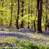 Buy canvas prints of Spring Wood panorama by David McCulloch