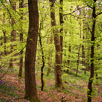 Buy canvas prints of Discovering Skipton Castle Wood by David McCulloch