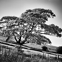 Buy canvas prints of The tree on the hill by David McCulloch
