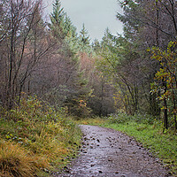 Buy canvas prints of A wet autumn woodland by David McCulloch