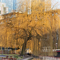 Buy canvas prints of Weeping by the canal by David McCulloch