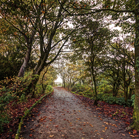Buy canvas prints of  The Woodland Path by David McCulloch