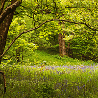 Buy canvas prints of The Last of the Bluebells by David McCulloch
