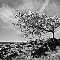Buy canvas prints of The Leaning Tree by David McCulloch