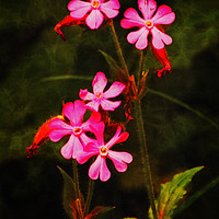Buy canvas prints of Wild flowers on canvas by David McCulloch