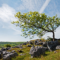 Buy canvas prints of The Green Leaning Tree by David McCulloch