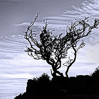 Buy canvas prints of The silhouetted tree by David McCulloch