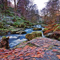 Buy canvas prints of Frosted Autumn Leaves by David McCulloch