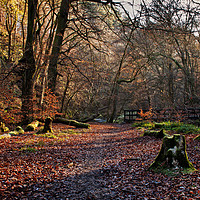 Buy canvas prints of Woodland at Hardcastle Crags by David McCulloch