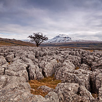 Buy canvas prints of The distant lone tree by David McCulloch